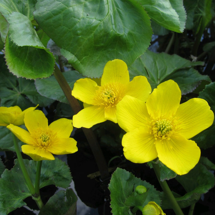 Buy Caltha polypetala (Giant King Cup) online UK
