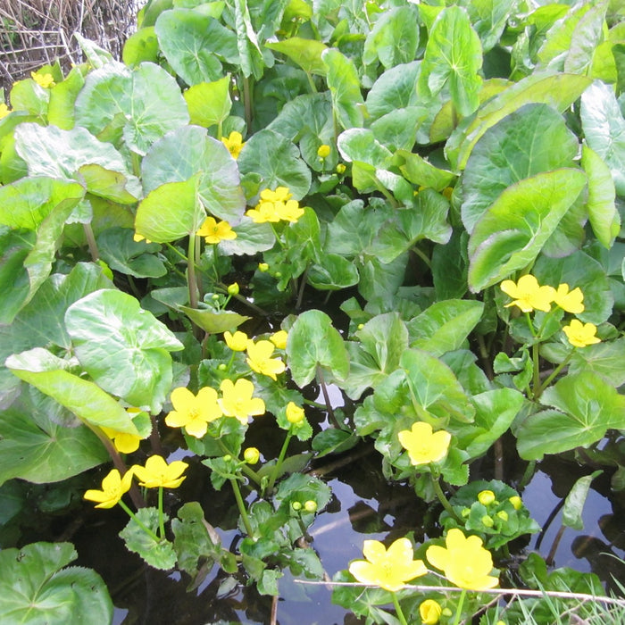 Buy Caltha polypetala (Giant King Cup) online UK