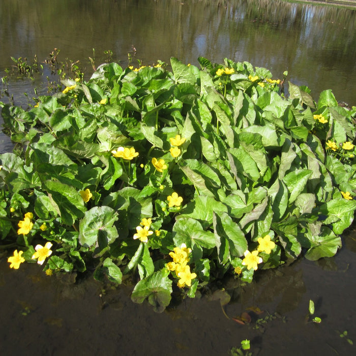 Buy Caltha polypetala (Giant King Cup) online UK