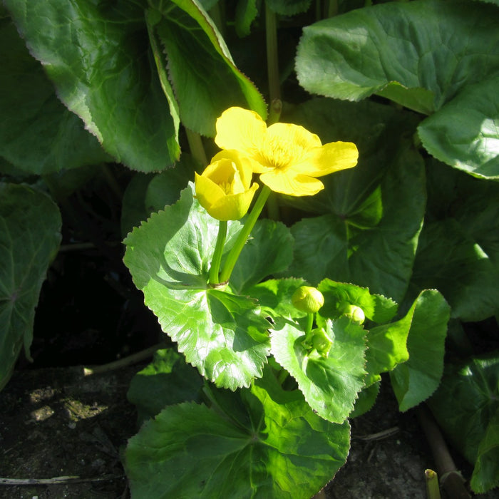 Buy Caltha polypetala (Giant King Cup) online UK
