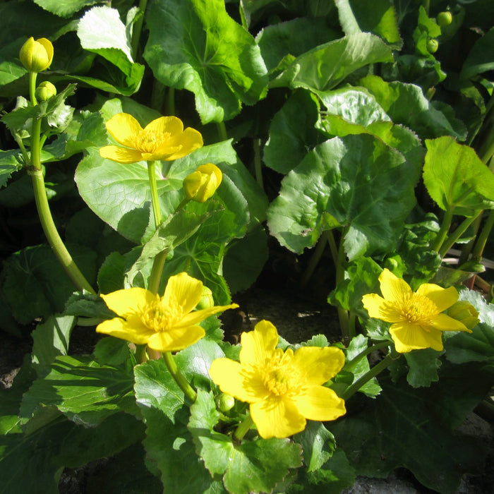 Buy Caltha polypetala (Giant King Cup) online UK