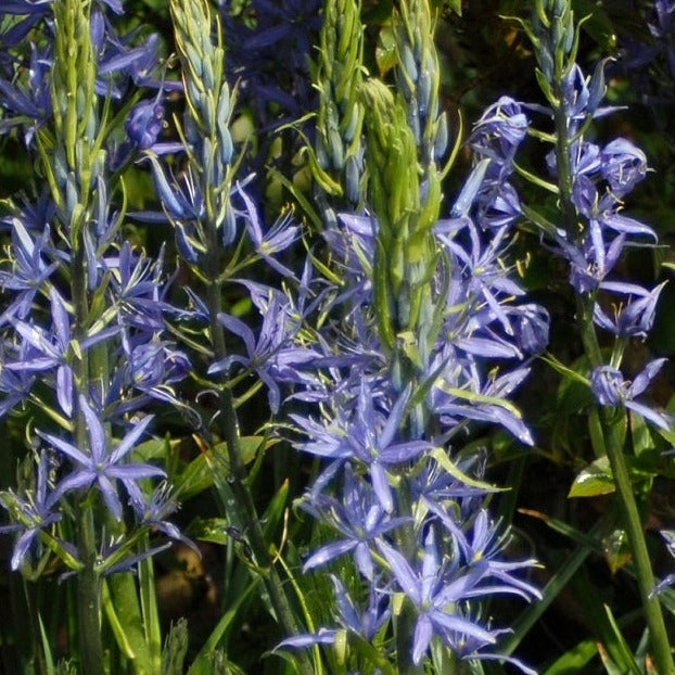 Buy Camassia cusickii (Cusick's Camass) Bulbs online UK