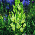 Buy Camassia leichtlinii 'Alba' Bulbs online UK