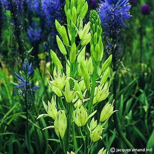 Buy Camassia leichtlinii 'Alba' Bulbs online UK