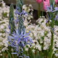 Buy Camassia leichtlinii 'Blue Candle' Bulbs online UK