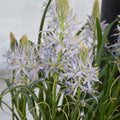 Buy Camassia leichtlinii 'Blue Heaven' Bulbs online UK