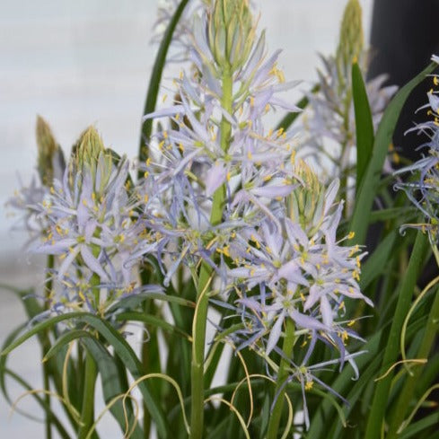 Buy Camassia leichtlinii 'Blue Heaven' Bulbs online UK