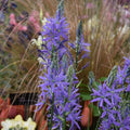 Buy Camassia leichtlinii 'Caerulea' Bulbs online UK