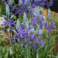 Buy Camassia leichtlinii 'Maybelle' Bulbs online UK