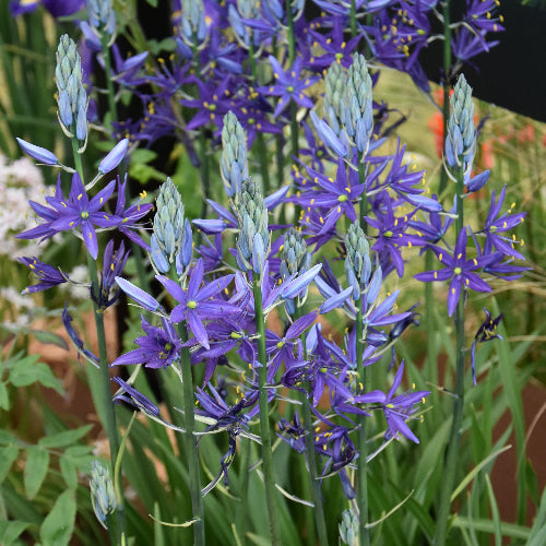 Buy Camassia leichtlinii 'Maybelle' Bulbs online UK