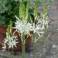 Buy Camassia leichtlinii 'Sacajawea' Bulbs online UK