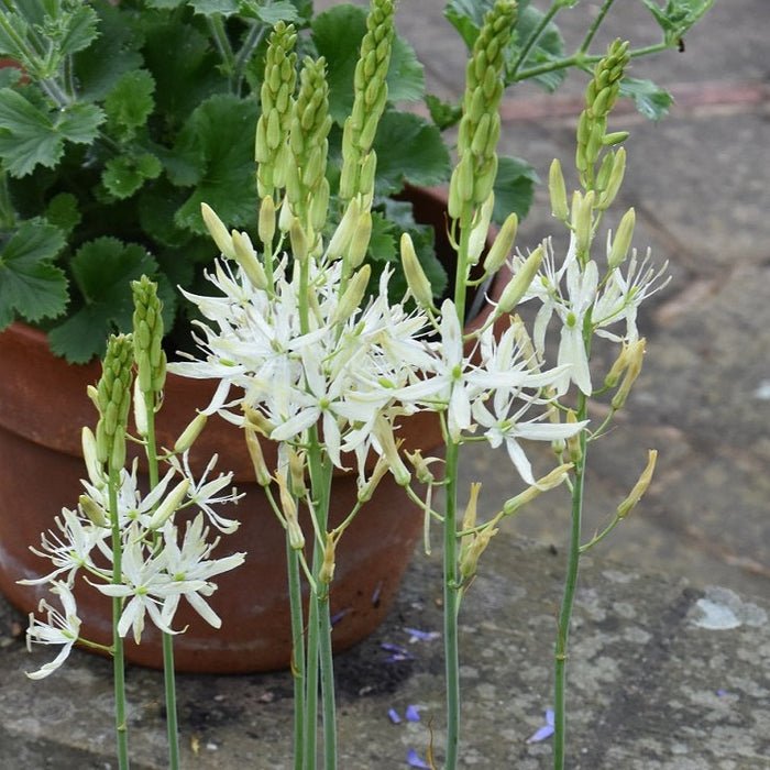 Buy Camassia leichtlinii 'Sacajawea' Bulbs online UK
