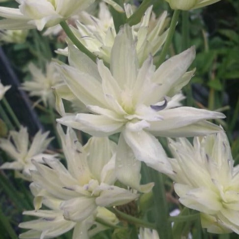 Buy Camassia leichtlinii 'Semiplena' Bulbs online UK