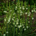 Buy Camassia leichtlinii 'Silk River' Bulbs online UK