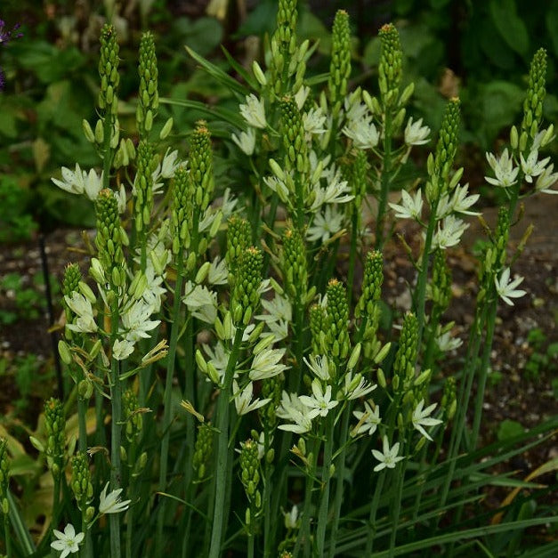 Buy Camassia leichtlinii 'Silk River' Bulbs online UK