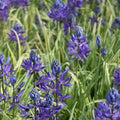 Buy Camassia quamash 'Blue Melody' Bulbs online UK