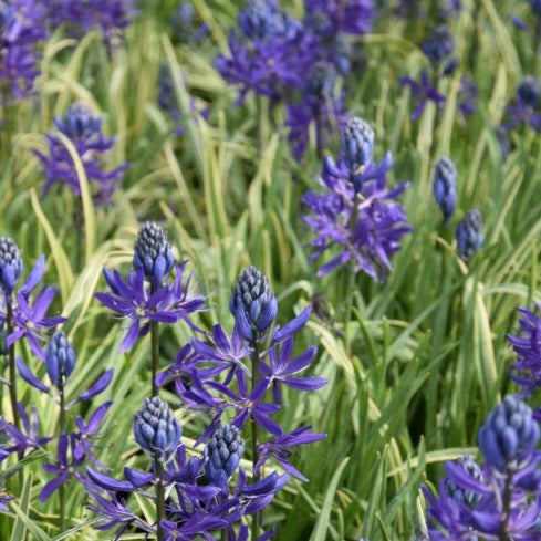 Buy Camassia quamash 'Blue Melody' Bulbs online UK