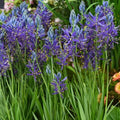 Buy Camassia quamash (Camas) Bulbs online UK