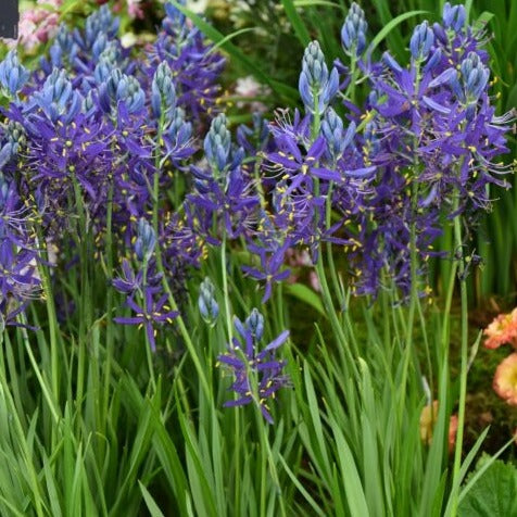 Buy Camassia quamash (Camas) Bulbs online UK