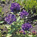 Campanula glomerata var. acaulis | Clustered Bellflower