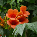 Campsis radicans (Trumpet Vine)