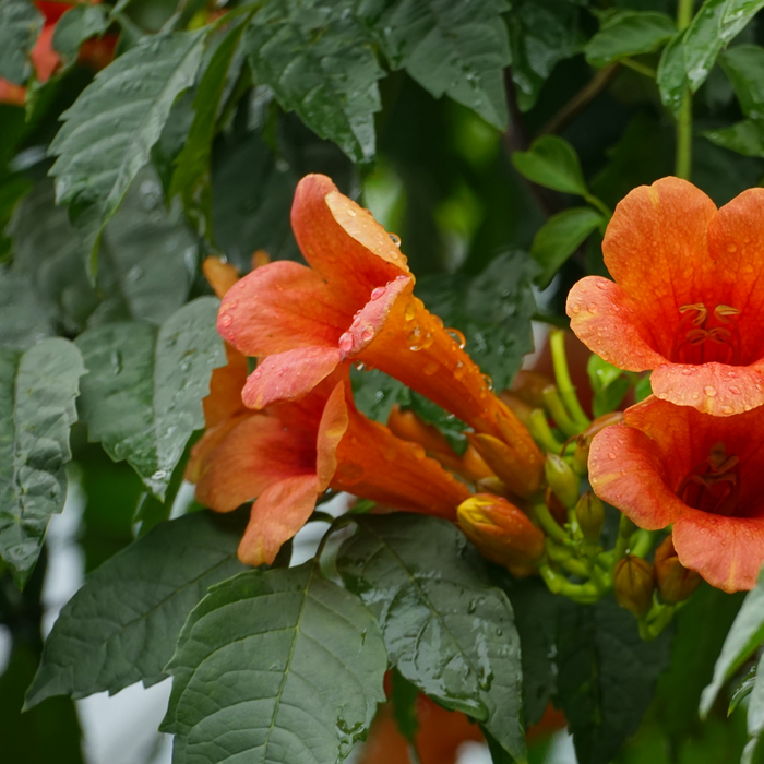 Campsis radicans (Trumpet Vine)