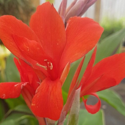 Buy Canna 'Brilliant' Bulbs online UK