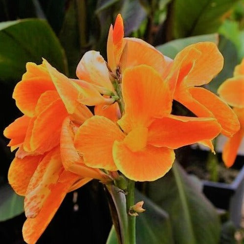 Buy Canna 'Carnival' Bulbs online UK