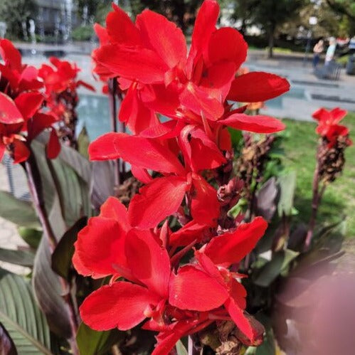 Buy Canna 'Crimson Beauty' Bulbs online UK