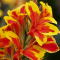 Buy Canna 'Queen Charlotte' Bulbs online UK
