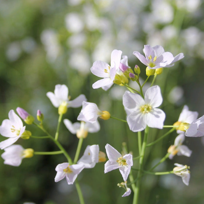 Buy Cardamine pratensis (Cuckoo Flower) online UK