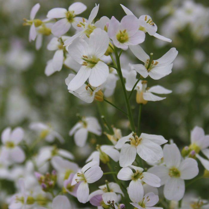 Buy Cardamine pratensis (Cuckoo Flower) online UK