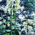Buy Cardiocrinum giganteum (Giant Himalayan Lily) Bulbs online UK