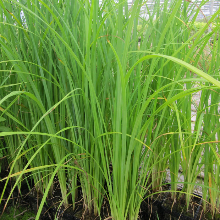 Buy Carex acuta (Slender-Tufted Sedge) online UK
