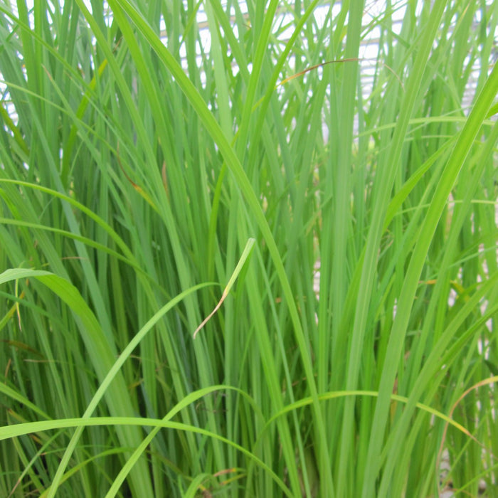 Buy Carex acuta (Slender-Tufted Sedge) online UK