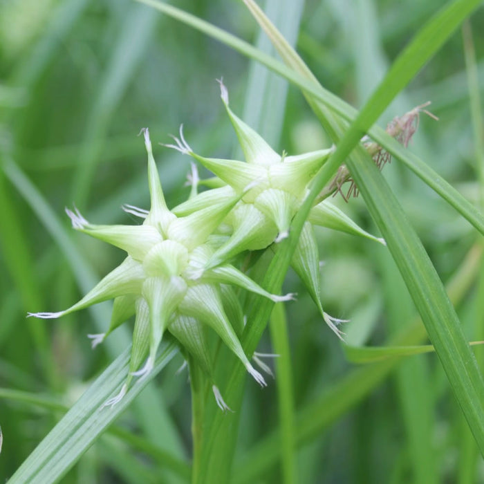 Buy Carex grayi (Mace Sedge) online UK