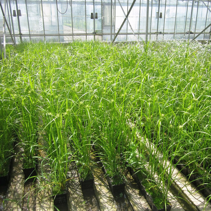 Buy Carex grayi (Mace Sedge) online UK
