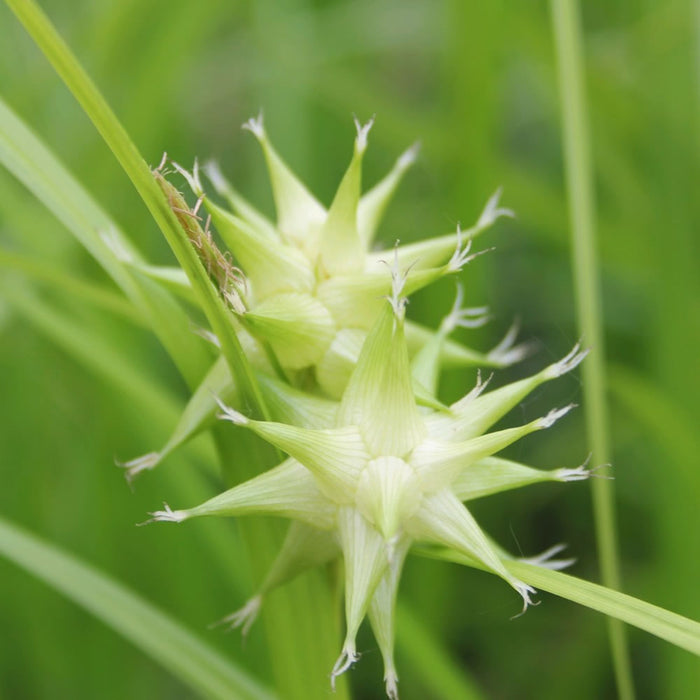 Buy Carex grayi (Mace Sedge) online UK