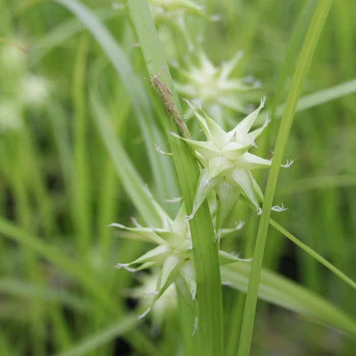 Buy Carex grayi (Mace Sedge) online UK