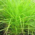 Buy Carex muskingumensis (Musk Sedge) online UK
