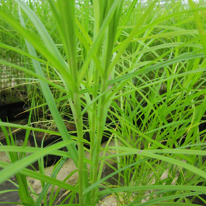 Buy Carex muskingumensis (Musk Sedge) online UK