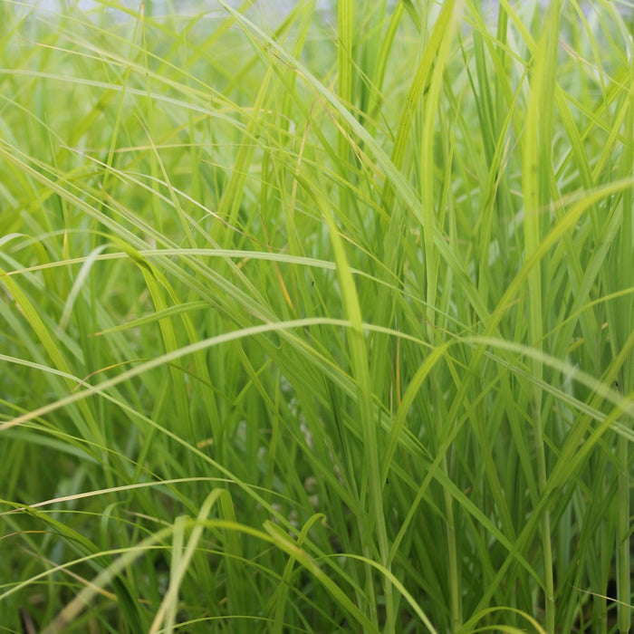 Buy Carex muskingumensis (Musk Sedge) online UK