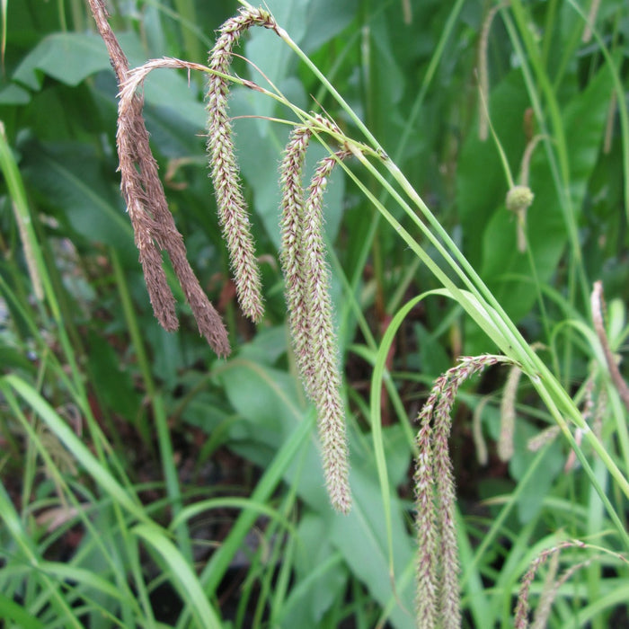 Buy Carex pendula (Pendulous Sedge) online UK
