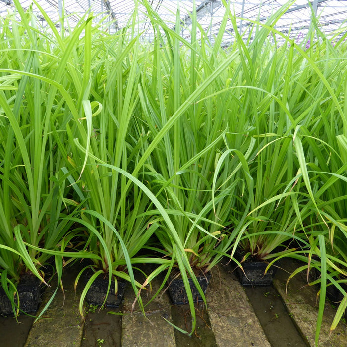 Buy Carex pendula (Pendulous Sedge) online UK