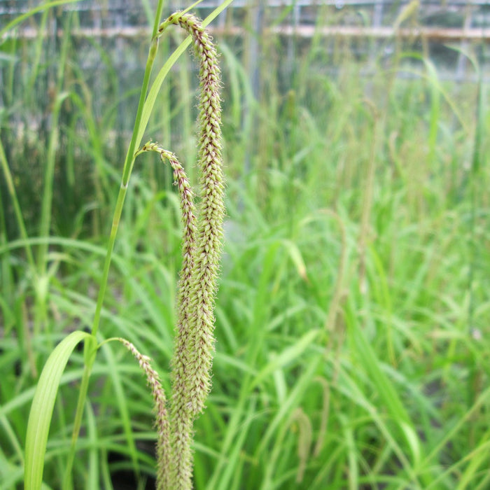 Buy Carex pendula (Pendulous Sedge) online UK
