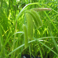 Buy Carex pseudocyperus (Cyperus Sedge) online UK