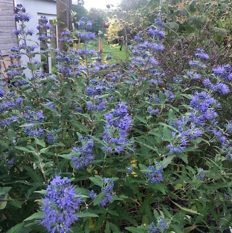Buy Caryopteris × clandonensis 'Blue Balloon' online UK