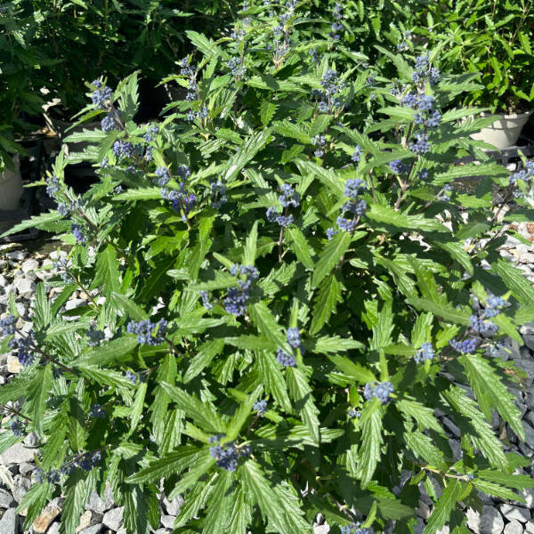 Buy Caryopteris × clandonensis 'Blue Balloon' online UK
