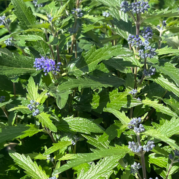 Buy Caryopteris × clandonensis 'Blue Balloon' online UK
