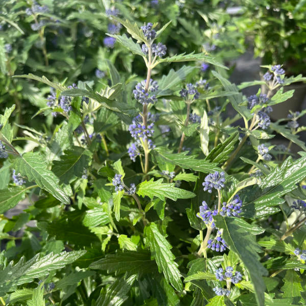 Buy Caryopteris × clandonensis 'Blue Balloon' online UK
